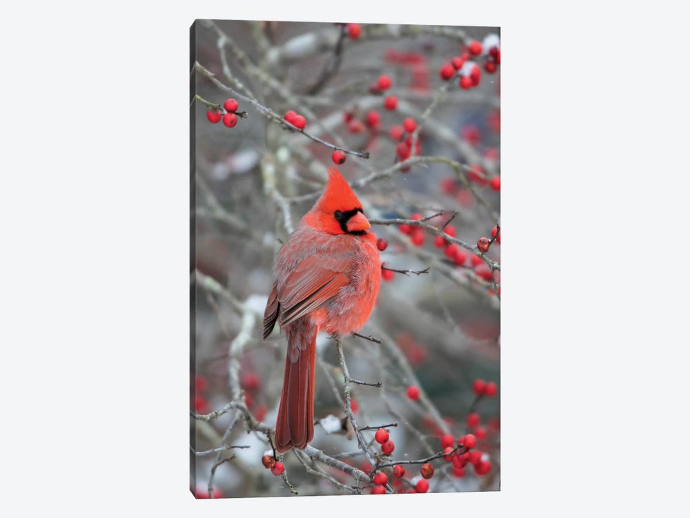 Male northern cardinal in winterberry bush. Marion County, Illinois. by Richard & Susan Day 1-piece Canvas Art Print