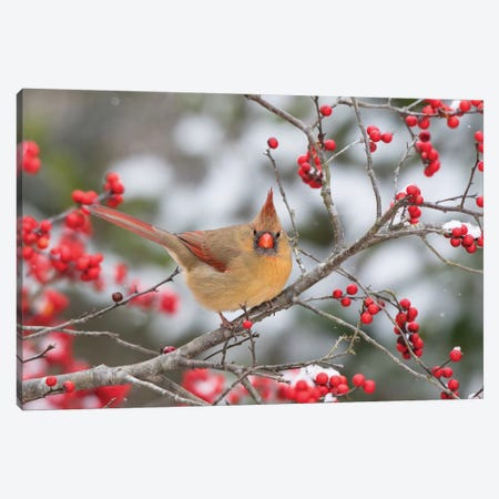 Male northern cardinal in winterberry bush. Marion County, Illinois. Canvas Print #RSD19} by Richard & Susan Day Canvas Print