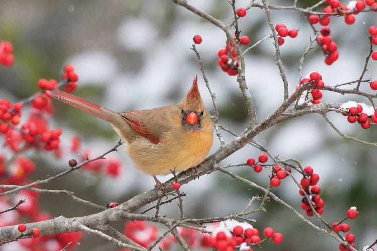 Male northern cardinal in winterberry bush. Marion County, Illinois.