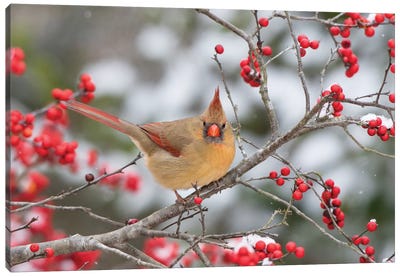 Male northern cardinal in winterberry bush. Marion County, Illinois. Canvas Art Print