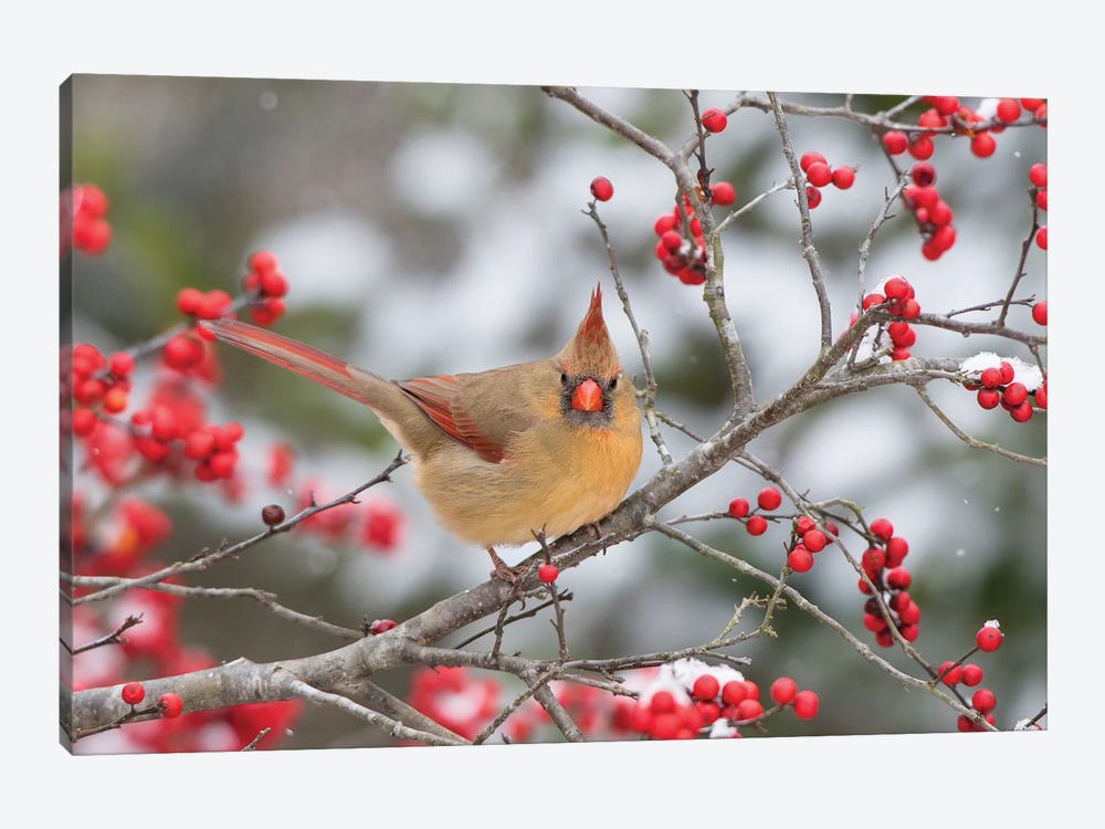 Male northern cardinal in winterberry bush. Marion County, Illinois. by Richard & Susan Day 1-piece Canvas Art