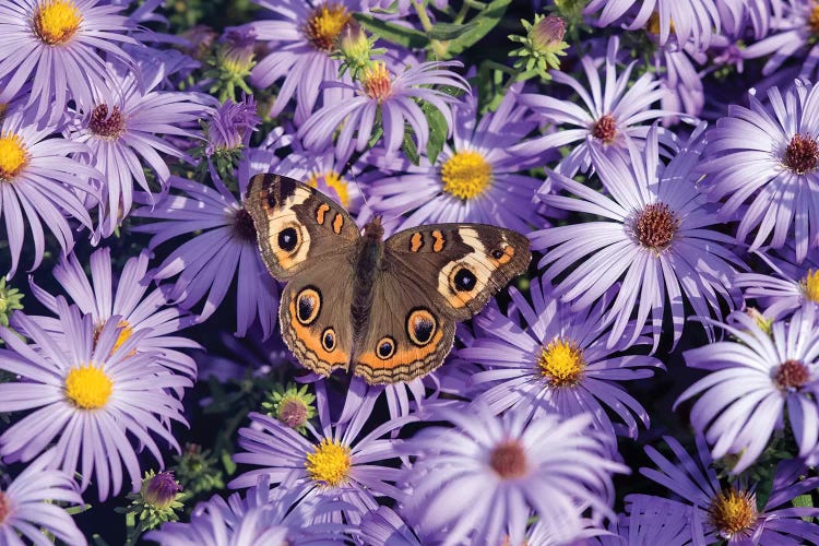 Common Buckeye on Frikart's Aster, Aster frikartii, Illinois