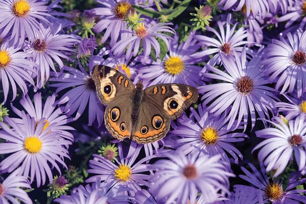 Asters: Common Buckeye on Frikart's Aster, Aster frikartii, Illinois by Richard & Susan Day