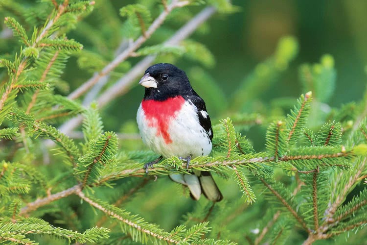 Male rose-breasted Grosbeak (Pheucticus ludovicianus) in spruce tree. Marion County, Illinois.