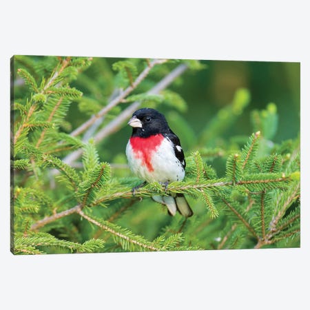 Male rose-breasted Grosbeak (Pheucticus ludovicianus) in spruce tree. Marion County, Illinois. Canvas Print #RSD21} by Richard & Susan Day Canvas Artwork