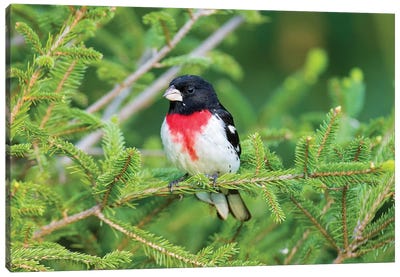 Male rose-breasted Grosbeak (Pheucticus ludovicianus) in spruce tree. Marion County, Illinois. Canvas Art Print