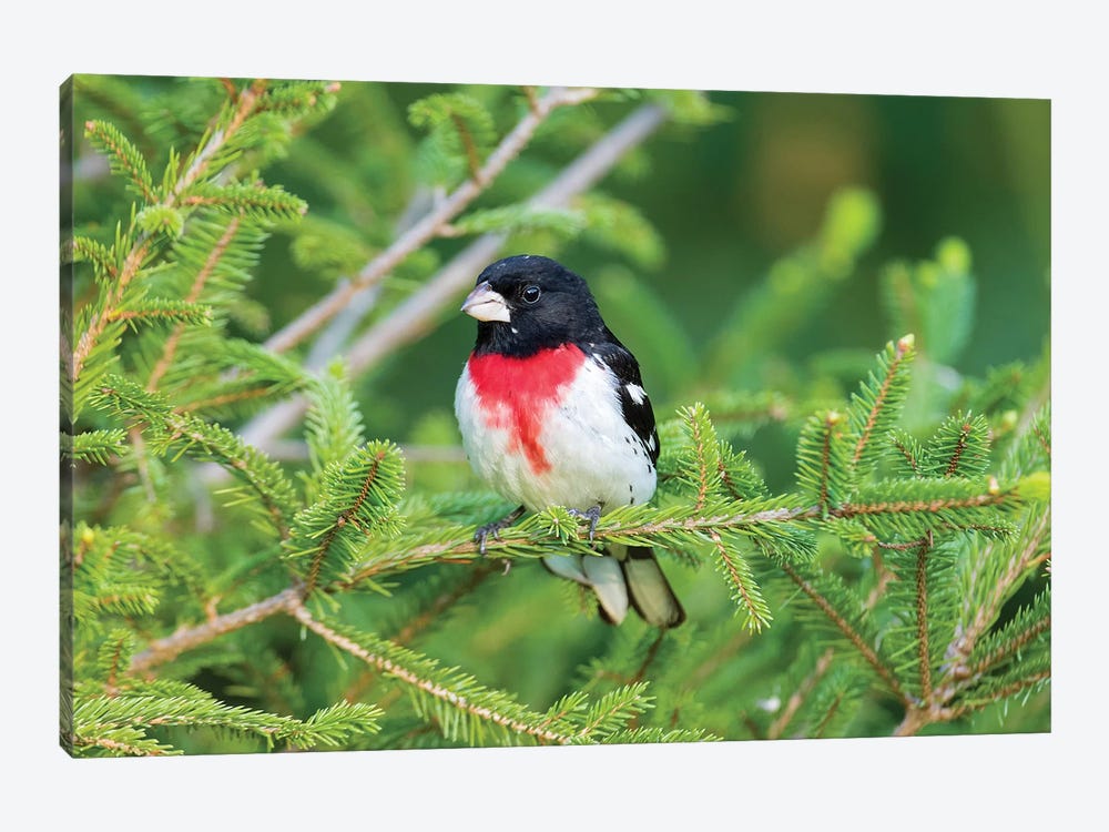 Male rose-breasted Grosbeak (Pheucticus ludovicianus) in spruce tree. Marion County, Illinois. by Richard & Susan Day 1-piece Art Print