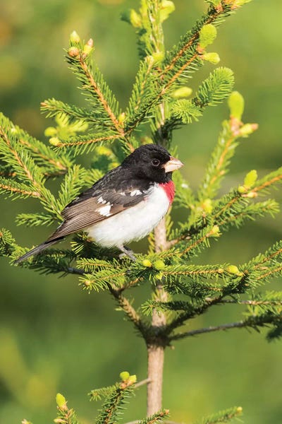 Male rose-breasted Grosbeak (Pheucticus ludovicianus) in spruce tree. Marion County, Illinois. by Richard & Susan Day framed canvas print