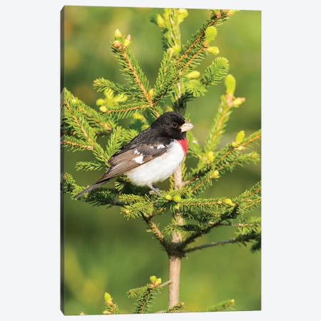 Male rose-breasted Grosbeak (Pheucticus ludovicianus) in spruce tree. Marion County, Illinois. Canvas Print #RSD22} by Richard & Susan Day Canvas Art