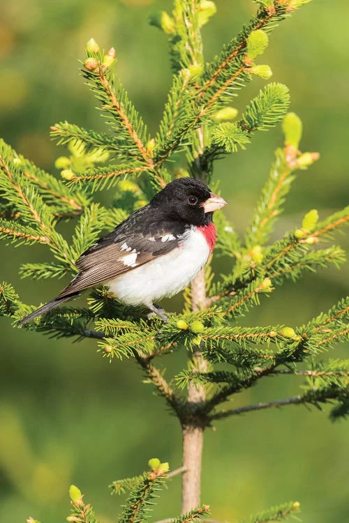 Male rose-breasted Grosbeak (Pheucticus ludovicianus) in spruce tree. Marion County, Illinois.