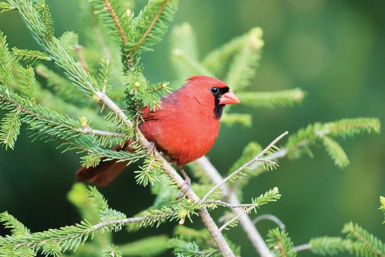 Northern Cardinal male in spruce tree, Marion County, Illinois