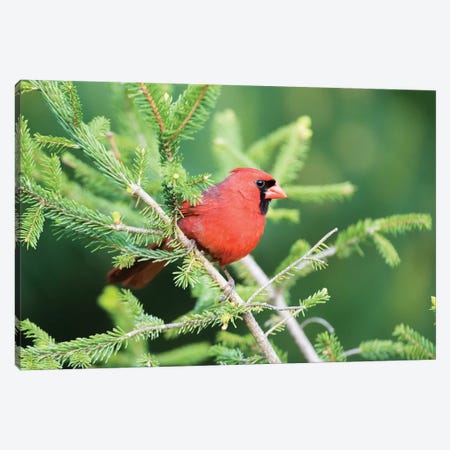 Northern Cardinal male in spruce tree, Marion County, Illinois Canvas Print #RSD23} by Richard & Susan Day Canvas Art