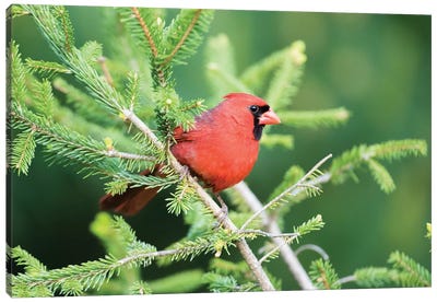 Northern Cardinal male in spruce tree, Marion County, Illinois Canvas Art Print