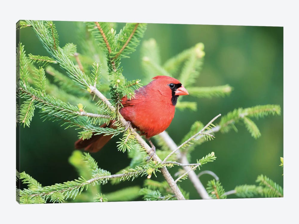 Northern Cardinal male in spruce tree, Marion County, Illinois by Richard & Susan Day 1-piece Canvas Art Print