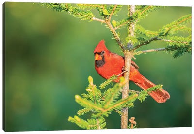 Northern Cardinal male in spruce tree, Marion County, Illinois Canvas Art Print - Cardinal Art