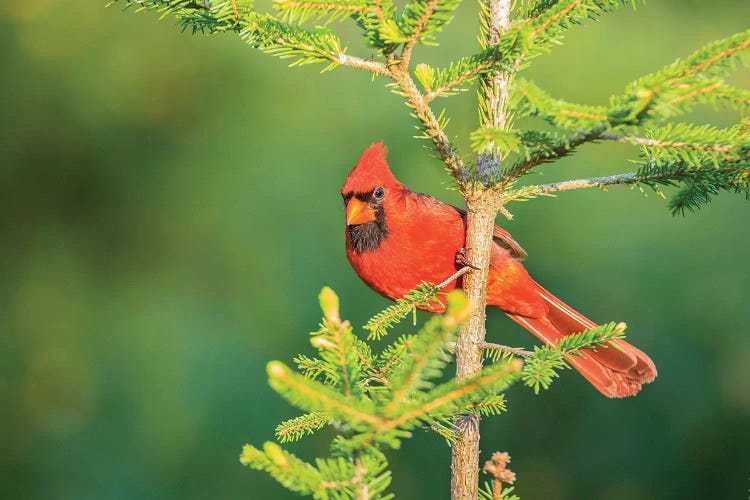 Northern Cardinal male in spruce tree, Marion County, Illinois