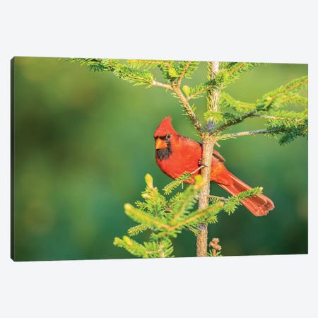 Northern Cardinal male in spruce tree, Marion County, Illinois Canvas Print #RSD24} by Richard & Susan Day Canvas Print