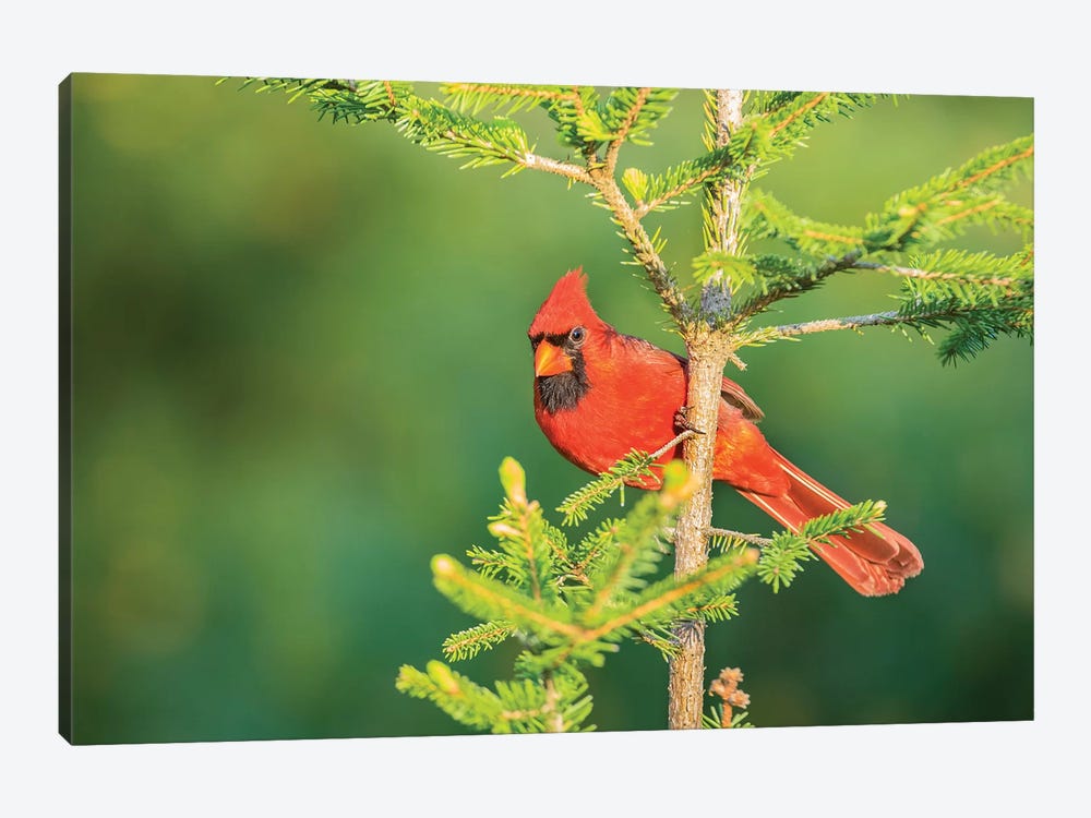 Northern Cardinal male in spruce tree, Marion County, Illinois by Richard & Susan Day 1-piece Canvas Wall Art