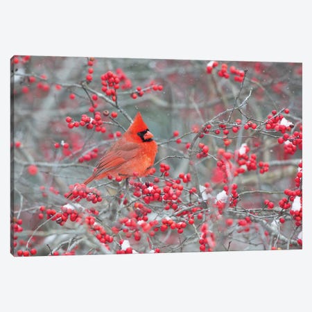 Northern Cardinal male landing on huis - Canvas Wall Art | Larry Ditto