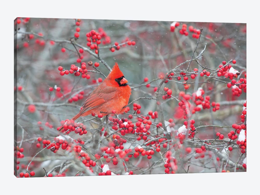 Northern Cardinal male in Winterberry bush, Marion County, Illinois by Richard & Susan Day 1-piece Canvas Art Print