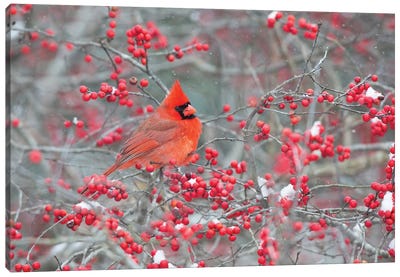 Northern Cardinal male in Winterberry bush, Marion County, Illinois Canvas Art Print