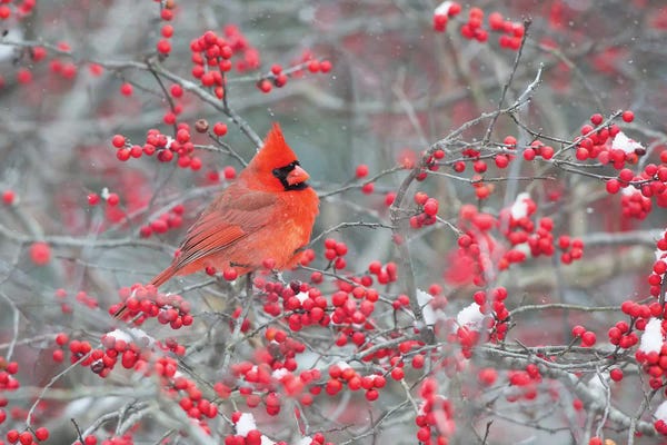 Cardinals: Northern Cardinal male in Winterberry bush, Marion County, Illinois by Richard & Susan Day