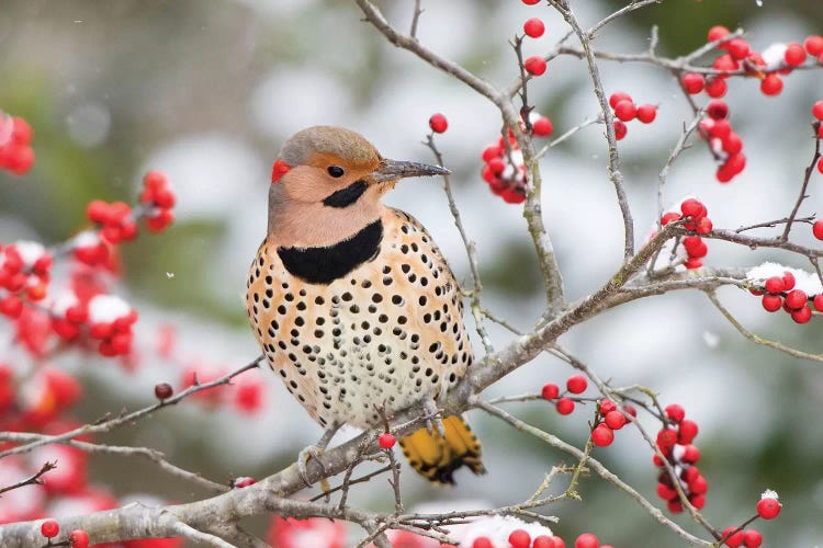 Northern Flicker (Colaptes auratus) male in Winterberry bush in winter, Marion County, Illinois