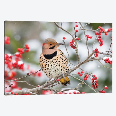 Northern Flicker (Colaptes auratus) male in Winterberry bush in winter, Marion County, Illinois Canvas Print #RSD26} by Richard & Susan Day Art Print