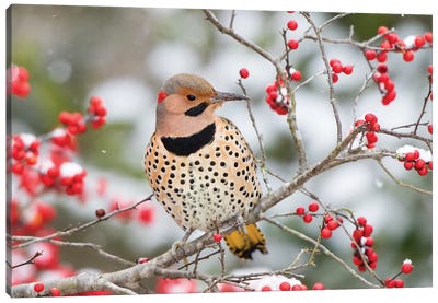 Northern Flicker (Colaptes auratus) male in Winterberry bush in winter, Marion County, Illinois Canvas Art Print