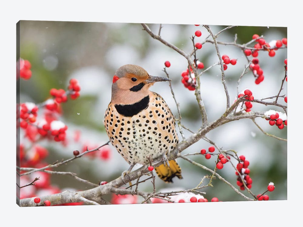 Northern Flicker (Colaptes auratus) male in Winterberry bush in winter, Marion County, Illinois by Richard & Susan Day 1-piece Canvas Artwork