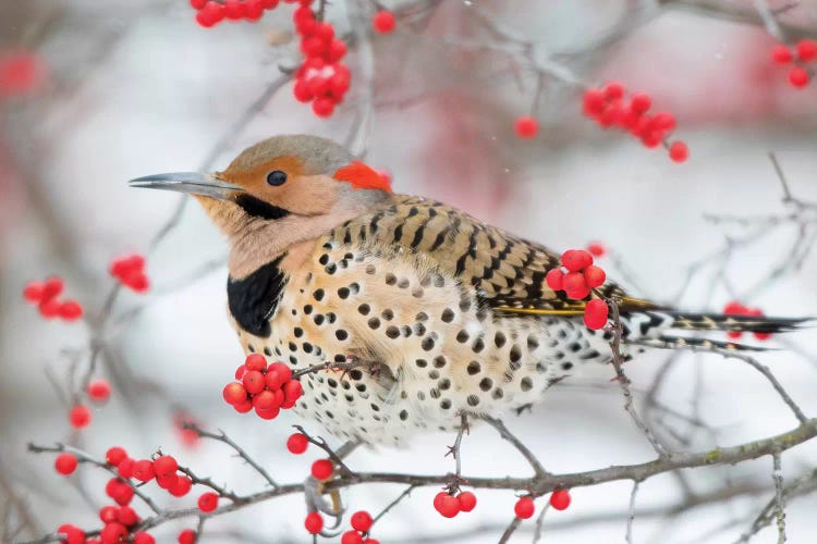 Northern Flicker (Colaptes auratus) male in Winterberry bush in winter, Marion County, Illinois