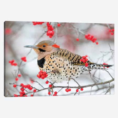 Northern Flicker (Colaptes auratus) male in Winterberry bush in winter, Marion County, Illinois Canvas Print #RSD27} by Richard & Susan Day Canvas Print