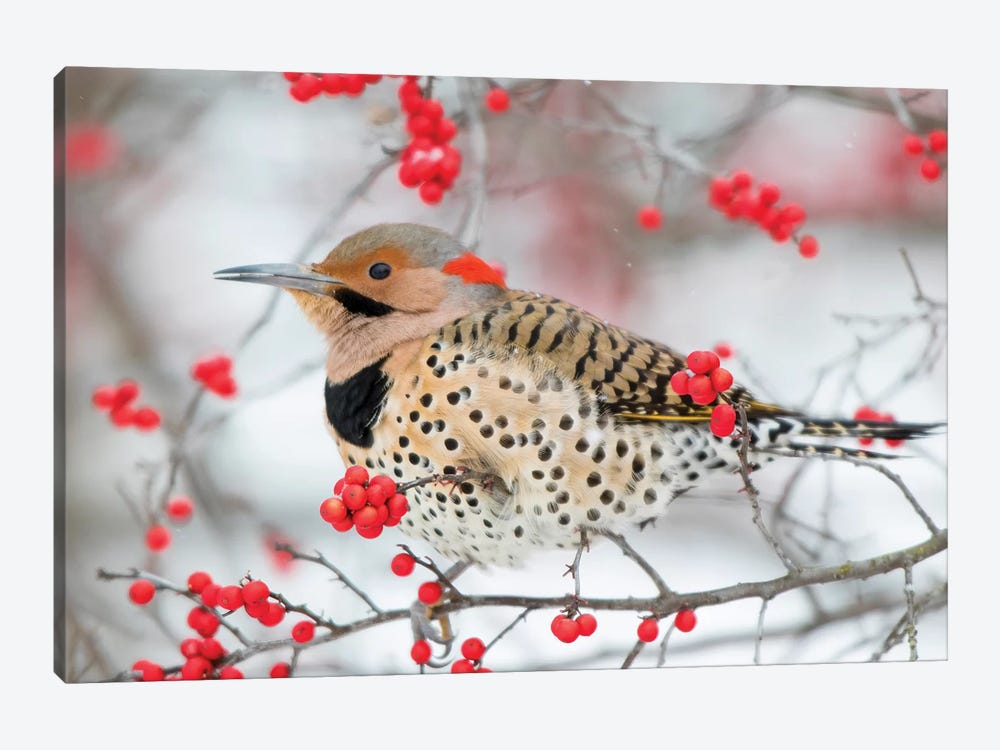 Northern Flicker (Colaptes auratus) male in Winterberry bush in winter, Marion County, Illinois by Richard & Susan Day 1-piece Canvas Print