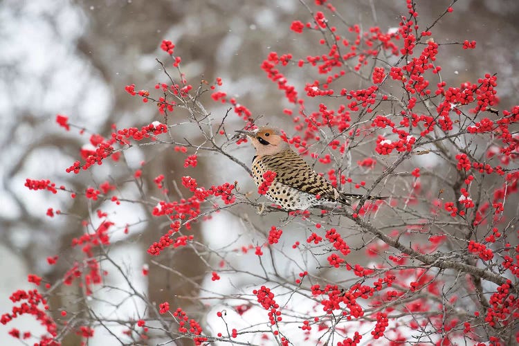 Northern Flicker (Colaptes auratus) male in Winterberry bush in winter, Marion County, Illinois