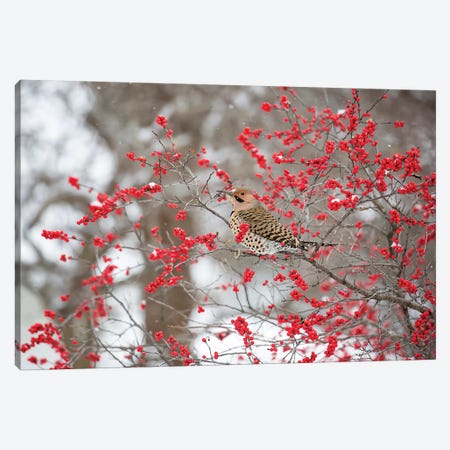 Northern Flicker (Colaptes auratus) male in Winterberry bush in winter, Marion County, Illinois Canvas Print #RSD28} by Richard & Susan Day Canvas Artwork