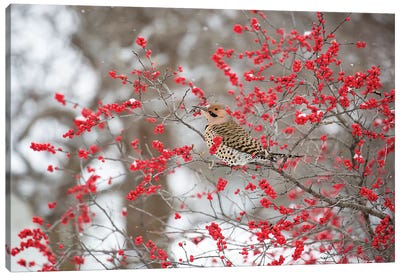 Northern Flicker (Colaptes auratus) male in Winterberry bush in winter, Marion County, Illinois Canvas Art Print