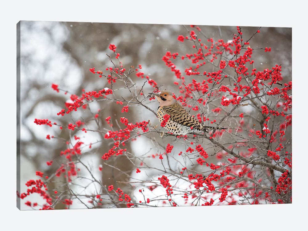 Northern Flicker (Colaptes auratus) male in Winterberry bush in winter, Marion County, Illinois by Richard & Susan Day 1-piece Canvas Art