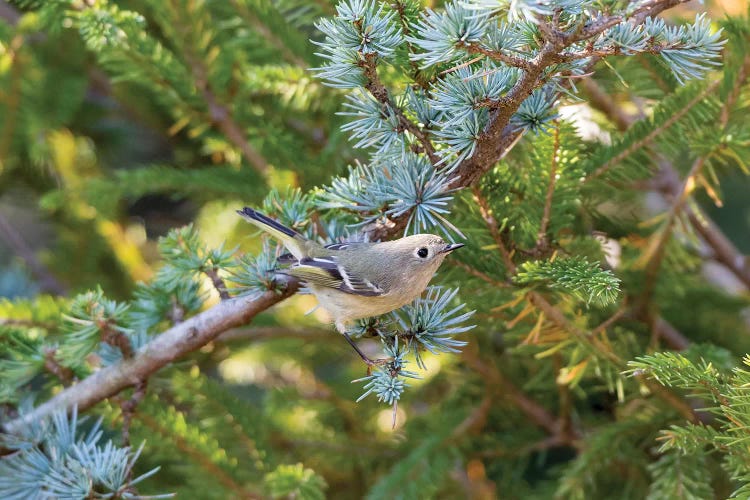 Ruby-crowned Kinglet (Regulus calendula) immature in Blue Atlas Cedar, Marion County, Illinois