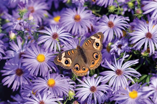 Asters: Common Buckeye on Frikart's Aster, Illinois by Richard & Susan Day