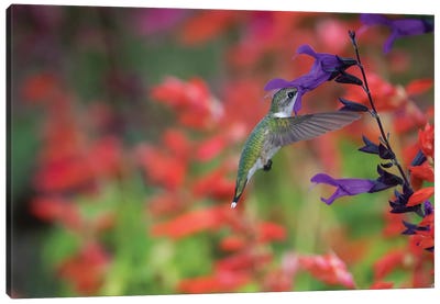 Ruby-throated hummingbird on purple majesty salvia. Marion County, Illinois. Canvas Art Print - Hummingbird Art
