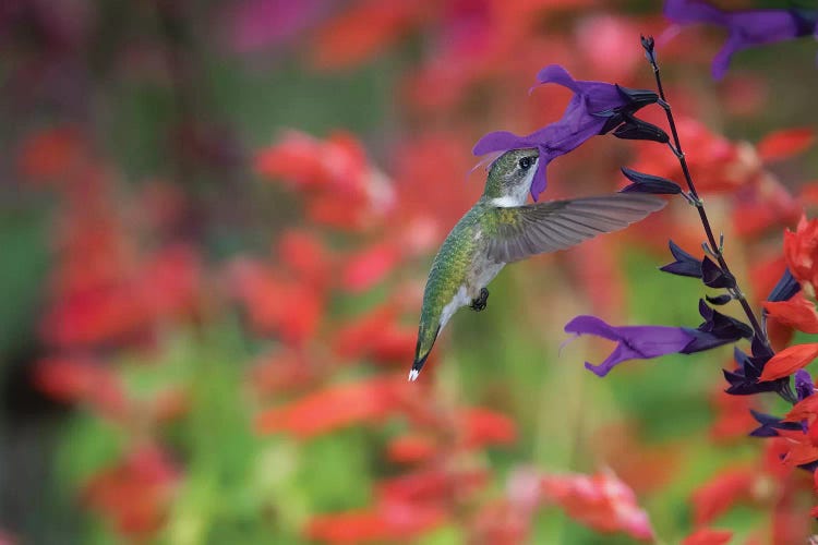 Ruby-throated hummingbird on purple majesty salvia. Marion County, Illinois.