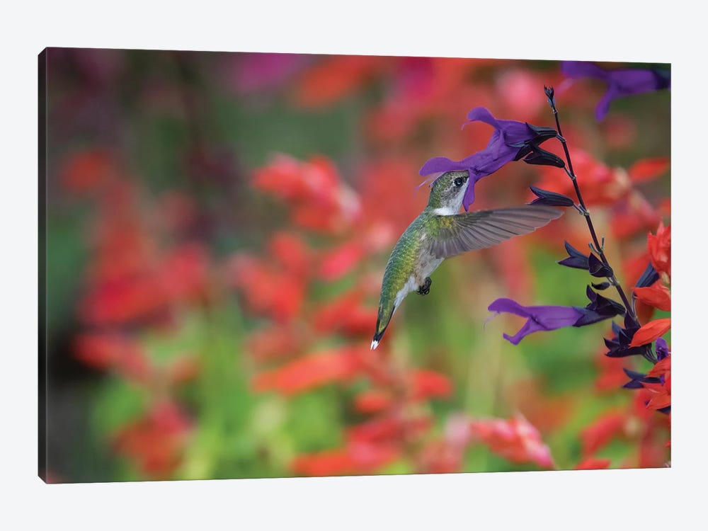Ruby-throated hummingbird on purple majesty salvia. Marion County, Illinois. by Richard & Susan Day 1-piece Canvas Print