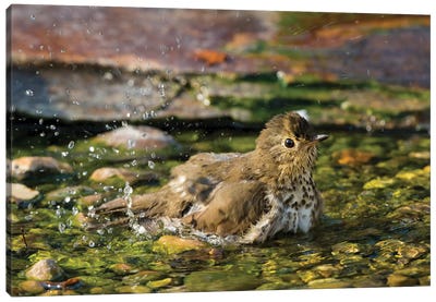 Swainson's thrush (Catharus ustulatus) taking bath. Marion County, Illinois. Canvas Art Print