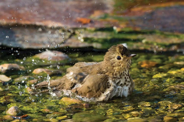 Swainson's thrush (Catharus ustulatus) taking bath. Marion County, Illinois.