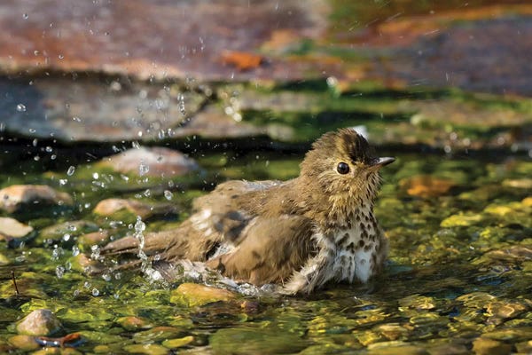 Richard & Susan Day: Swainson's thrush (Catharus ustulatus) taking bath. Marion County, Illinois. by Richard & Susan Day