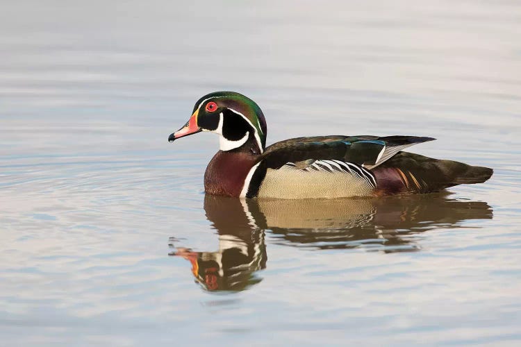 Wood Duck (Aix sponsa) male in wetland, Marion County, Illinois