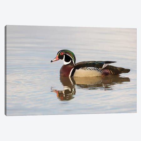Wood Duck (Aix sponsa) male in wetland, Marion County, Illinois Canvas Print #RSD33} by Richard & Susan Day Canvas Art Print