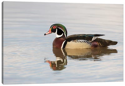 Wood Duck (Aix sponsa) male in wetland, Marion County, Illinois Canvas Art Print