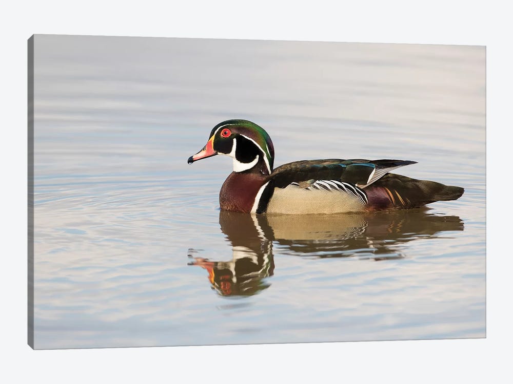 Wood Duck (Aix sponsa) male in wetland, Marion County, Illinois by Richard & Susan Day 1-piece Canvas Art