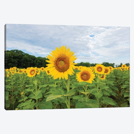 Sunflowers in field, Jasper County, Illinois. Canvas Print #RSD34} by Richard & Susan Day Canvas Wall Art